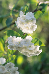 Masses of small white double blooms of the Bridalwreath spirea backlit by the morning sun.