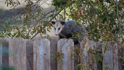 An opossum sheltered by a tree during the day.