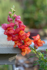 A vibrant snapdragon plant covered in flower blossoms in red, orange, and pink.