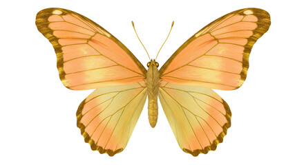 Isolated Peach and Gold Butterfly with Delicate Wings