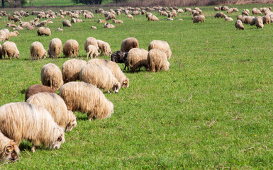 Fototapeta premium Landscape in Folfedea, Romania