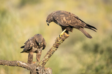 Common Buzzard (Buteo buteo) photographed in Spain