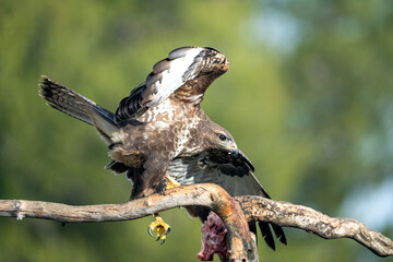 Common Buzzard (Buteo buteo) photographed in Spain