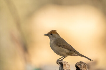Blackcap (Sylvia atricapilla) photographed in Spain
