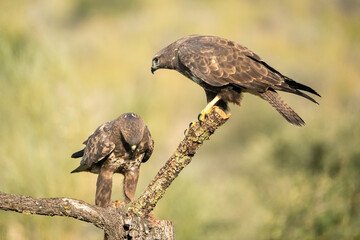 Common Buzzard (Buteo buteo) photographed in Spain