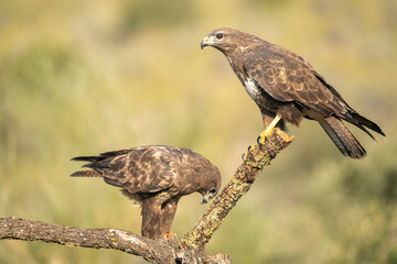 Common Buzzard (Buteo buteo) photographed in Spain