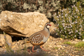 Red-legged partridge (Alectoris rufa) photographed in Spain