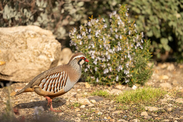 Red-legged partridge (Alectoris rufa) photographed in Spain