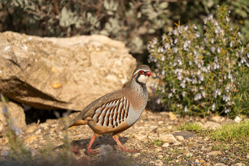 Red-legged partridge (Alectoris rufa) photographed in Spain