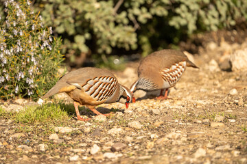 Fototapeta premium Red-legged partridge (Alectoris rufa) photographed in Spain
