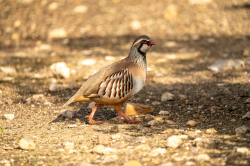 Red-legged partridge (Alectoris rufa) photographed in Spain