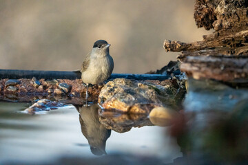 Obraz premium Blackcap (Sylvia atricapilla) photographed in Spain