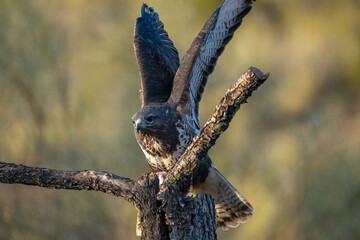 Common Buzzard (Buteo buteo) photographed in Spain