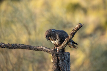 Common Buzzard (Buteo buteo) photographed in Spain