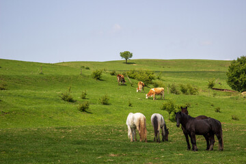 Landscape in Folfedea, Romania