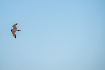 White-faced Tern (Chlidonias hybrida) photographed in Spain