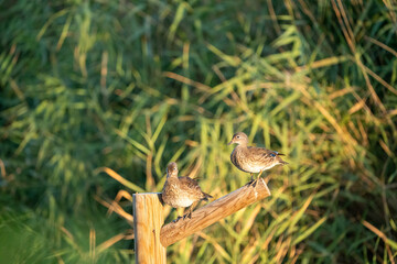 Mandarin duck (Aix galericulata) photographed in Spain
