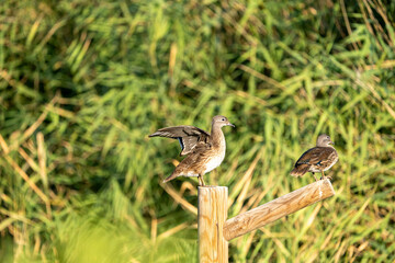 Mandarin duck (Aix galericulata) photographed in Spain