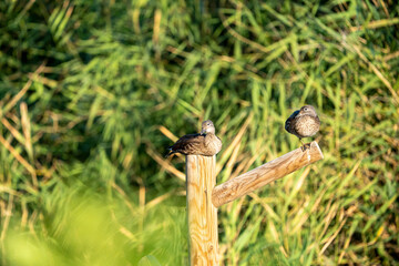 Mandarin duck (Aix galericulata) photographed in Spain