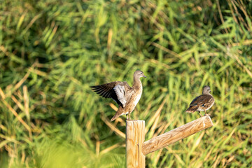 Mandarin duck (Aix galericulata) photographed in Spain