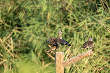 Mandarin duck (Aix galericulata) photographed in Spain