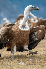 Griffon vulture (Gyps fulvus) photographed in Spain
