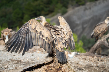 Griffon vulture (Gyps fulvus) photographed in Spain