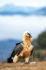 Bearded Vulture (Gypaetus barbatus) photographed in Spain