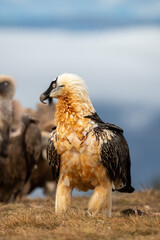 Bearded Vulture (Gypaetus barbatus) photographed in Spain