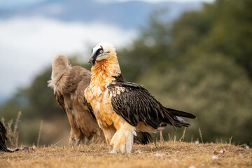 Bearded Vulture (Gypaetus barbatus) photographed in Spain