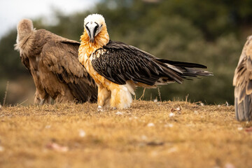 Bearded Vulture (Gypaetus barbatus) photographed in Spain