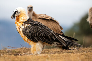 Bearded Vulture (Gypaetus barbatus) photographed in Spain