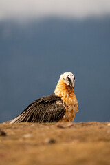 Bearded Vulture (Gypaetus barbatus) photographed in Spain
