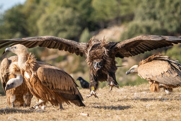 Black vulture (Aegypius monachus) photographed in Spain