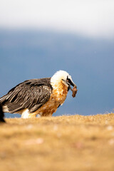 Bearded Vulture (Gypaetus barbatus) photographed in Spain