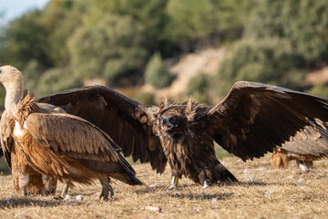 Black vulture (Aegypius monachus) photographed in Spain