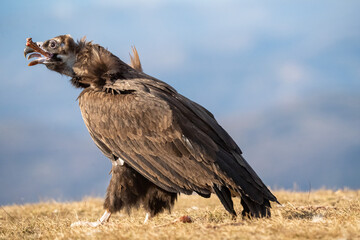 Black vulture (Aegypius monachus) photographed in Spain