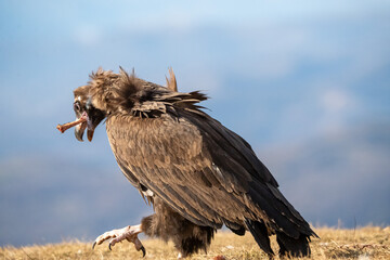 Black vulture (Aegypius monachus) photographed in Spain
