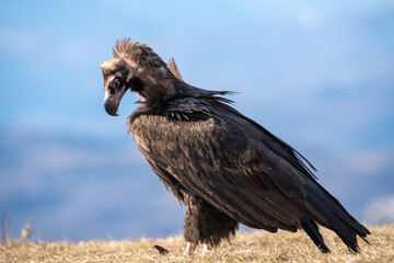 Black vulture (Aegypius monachus) photographed in Spain