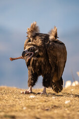 Black vulture (Aegypius monachus) photographed in Spain