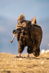 Black vulture (Aegypius monachus) photographed in Spain