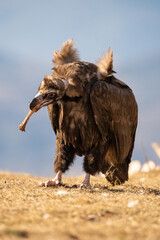 Black vulture (Aegypius monachus) photographed in Spain