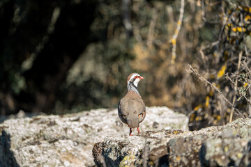 Red-legged partridge (Alectoris rufa) photographed in Spain