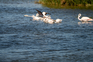 Greater flamingo (Phoenicopterus roseus) photographed in Spain