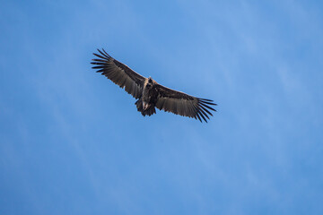 Black vulture (Aegypius monachus) photographed in Spain