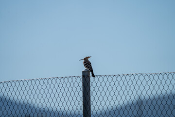 Common hoopoe (Upupa epops) photographed in Spain © AngelEnrique