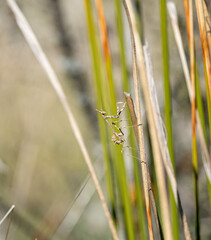 Stick mantis (Empusa pennata) photographed in Spain