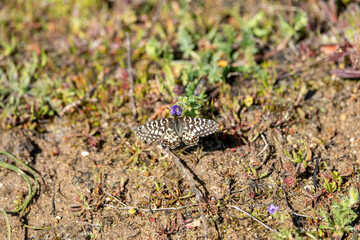 Harlequin butterfly (Zerynthia rumina) photographed in Spain