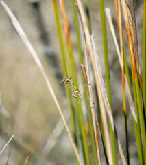 Stick mantis (Empusa pennata) photographed in Spain