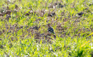 Common hoopoe (Upupa epops) photographed in Spain